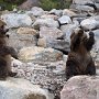 Les ours font des facéties pour obtenir leur collation et plaire au public